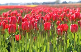 Bollenstreek Tulip Fields