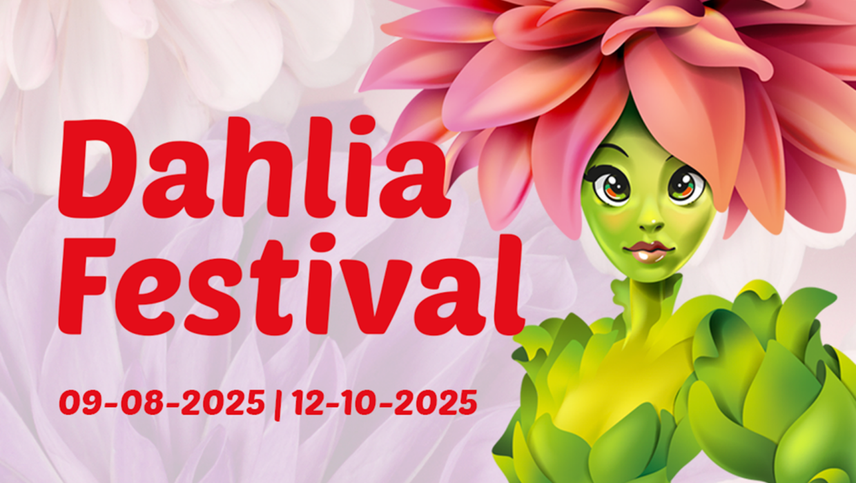 Dahlia Festival